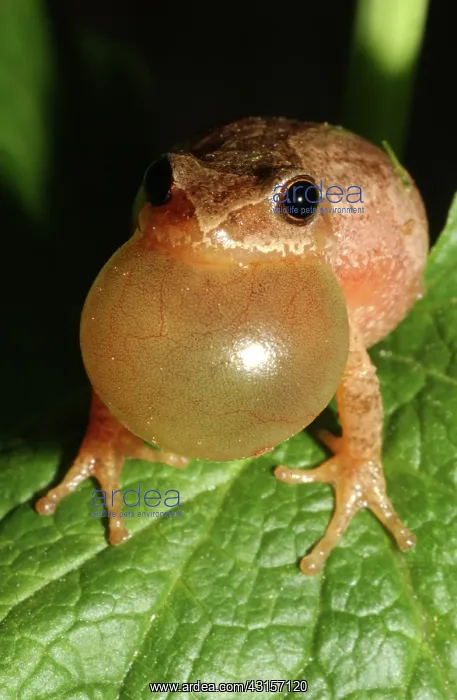 : Male Spring Peeper : Male Spring Peeper