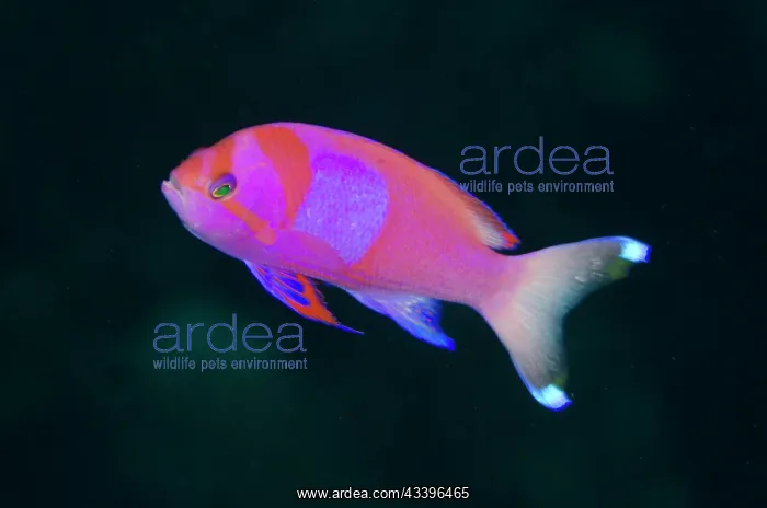 : Male Squarespot Anthias : Male Squarespot Anthias