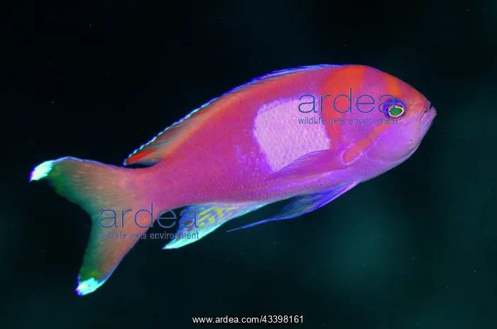: Male Squarespot Anthias : Male Squarespot Anthias