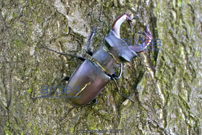 : Male Stag Beetle : Male Stag Beetle