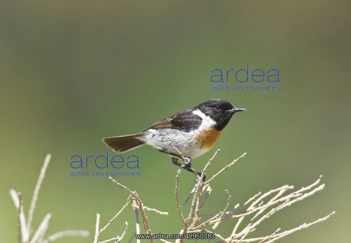 : Male Stonechat perched : Male Stonechat perched