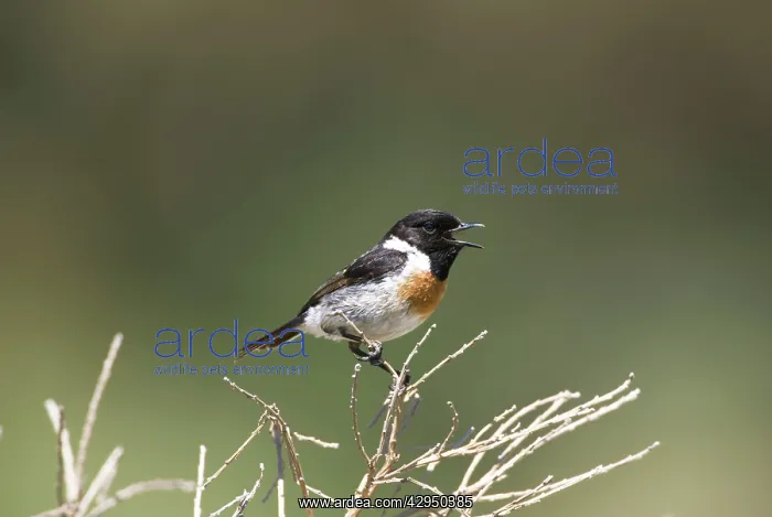 : Male Stonechat in song on territory : Male Stonechat in song on territory