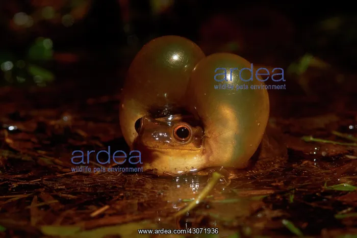 : Male of Surinam golden-eyed tree frog (Trachycephalus : Male of Surinam golden-eyed tree frog (Trachycephalus