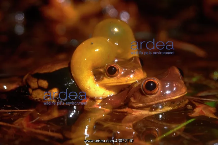: Male of Surinam golden-eyed tree frog (Trachycephalus : Male of Surinam golden-eyed tree frog (Trachycephalus
