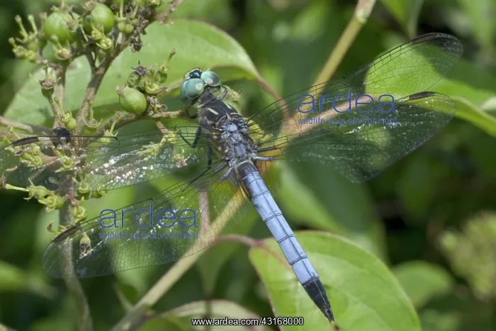 : Male Swift Long-winged Skimmer : Male Swift Long-winged Skimmer