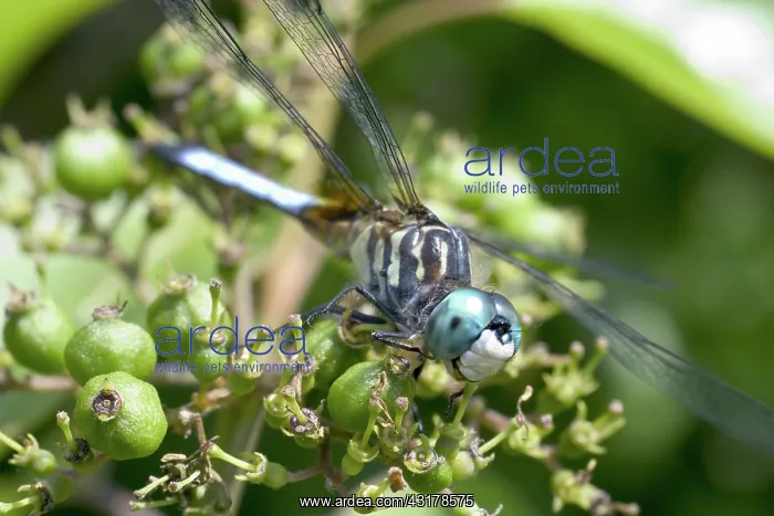 : Male Swift Long-winged Skimmer : Male Swift Long-winged Skimmer