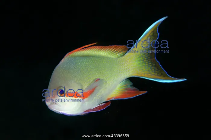 : Male Threadfin Anthias : Male Threadfin Anthias
