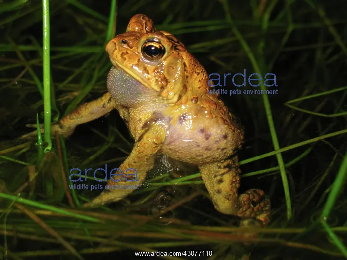 : Male Toad. A male American Toad (Bufo americanus) making vocalizations for mating : Male Toad. A male American Toad (Bufo americanus) making vocalizations for mating