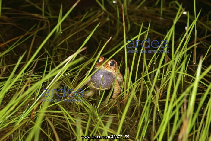 : Male Toad. A male American Toad (Bufo americanus) making vocalizations for mating : Male Toad. A male American Toad (Bufo americanus) making vocalizations for mating