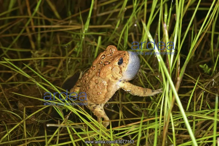 : Male Toad. A male American Toad (Bufo americanus) making vocalizations for mating : Male Toad. A male American Toad (Bufo americanus) making vocalizations for mating