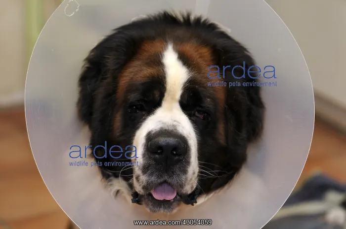 : Male tricolor Saint bernard dog wearing a collar : Male tricolor Saint bernard dog wearing a collar