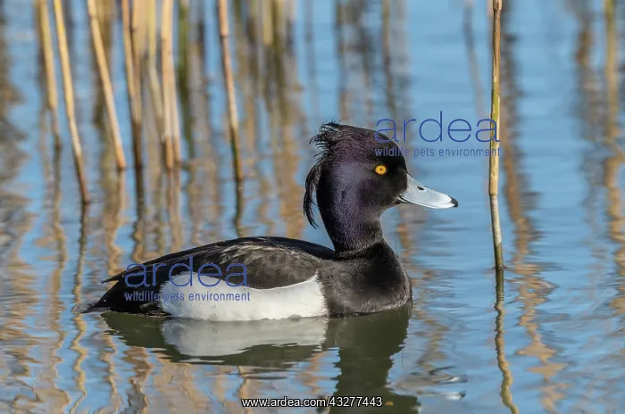 : Male Tufted Duck, Aythya fuligula, in early spring : Male Tufted Duck, Aythya fuligula, in early spring