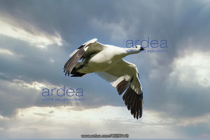 : Male Upland Goose (Chloephaga picta) flying against : Male Upland Goose (Chloephaga picta) flying against