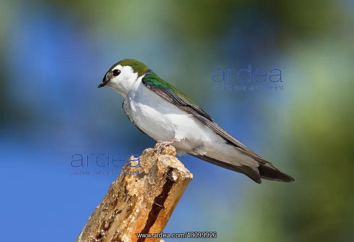 : Male Violet-green Swallow : Male Violet-green Swallow