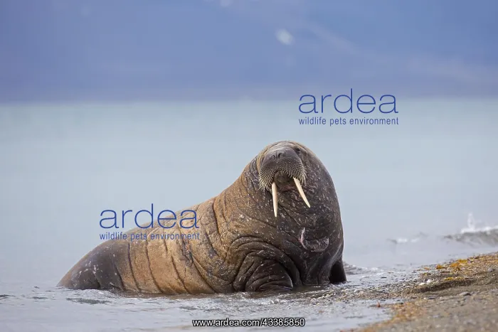: Male walrus (Odobenus rosmarus) hauling out on beach : Male walrus (Odobenus rosmarus) hauling out on beach