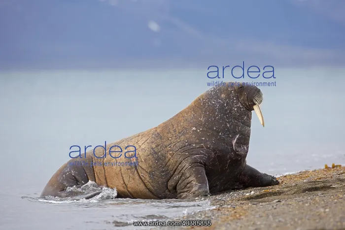 : Male walrus (Odobenus rosmarus) hauling out on beach : Male walrus (Odobenus rosmarus) hauling out on beach