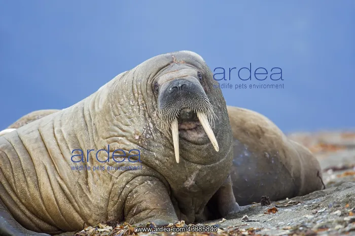: Male walrus (Odobenus rosmarus) resting on beach : Male walrus (Odobenus rosmarus) resting on beach