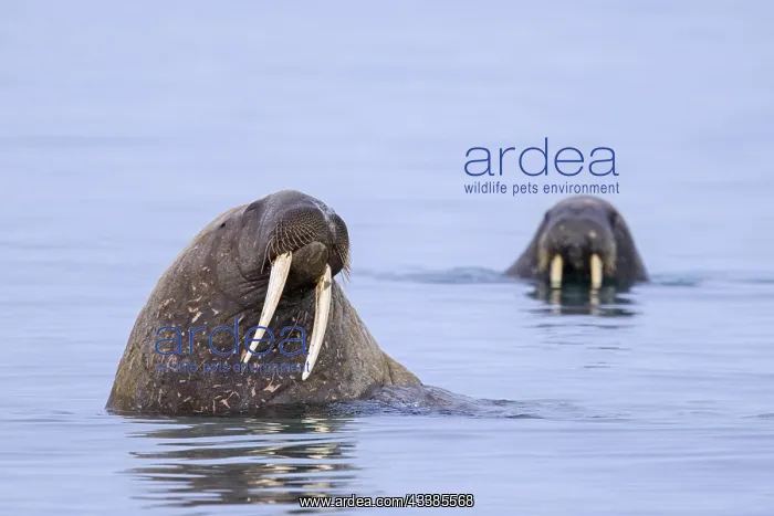 : Two male walruses (Odobenus rosmarus), bulls swimming : Two male walruses (Odobenus rosmarus), bulls swimming