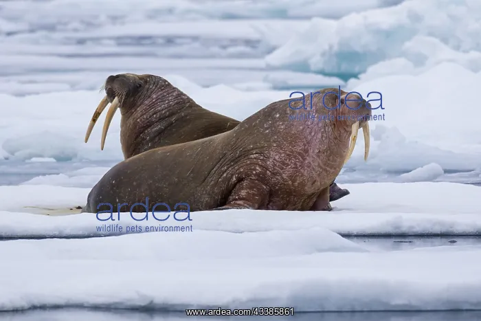 : Two male walruses (Odobenus rosmarus) resting on : Two male walruses (Odobenus rosmarus) resting on