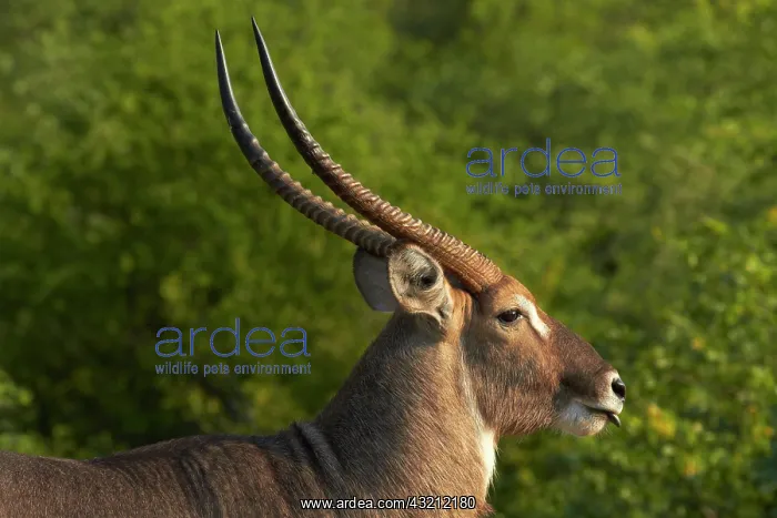 : Male waterbuck (Kobus ellipsiprymnus ellipsiprymnus) : Male waterbuck (Kobus ellipsiprymnus ellipsiprymnus)