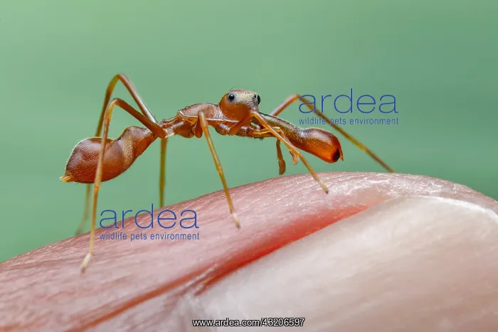 : A male weaver ant mimicking jumping spider (Myrmarachne : A male weaver ant mimicking jumping spider (Myrmarachne