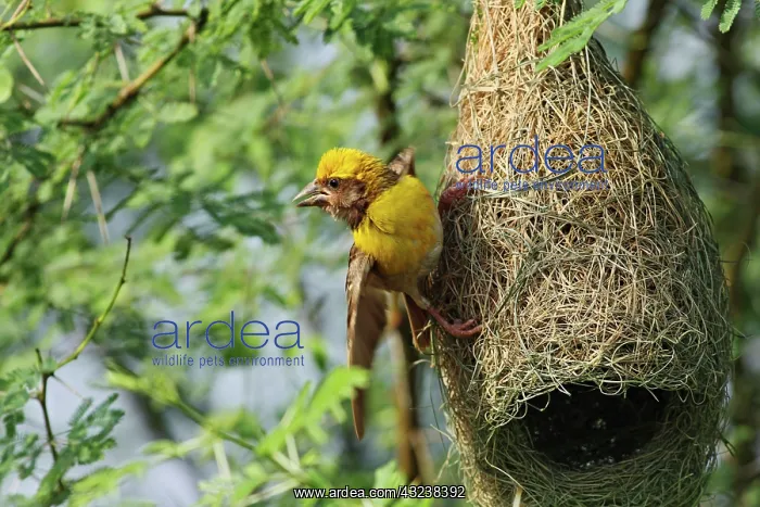 : Male Weaver bird displaying at nest, Keoladeo : Male Weaver bird displaying at nest, Keoladeo