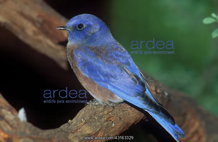 : Male Western Bluebird : Male Western Bluebird