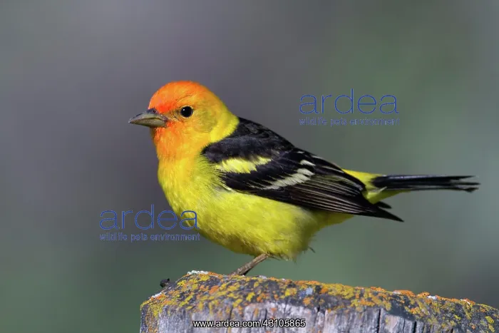 : Male Western Tanager : Male Western Tanager