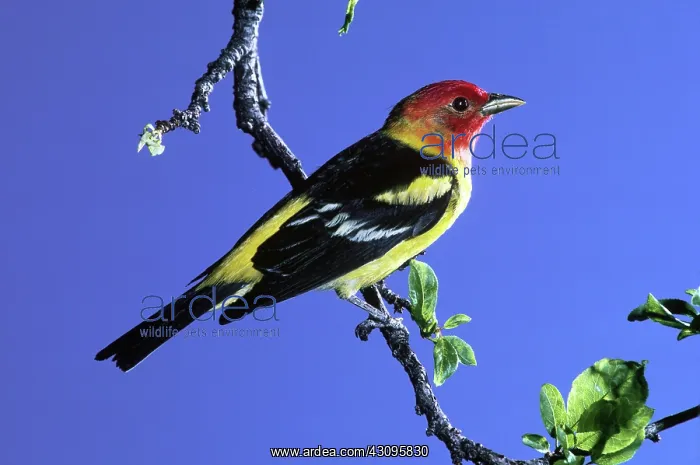 : Male Western Tanager (Piranga ludoviciana) : Male Western Tanager (Piranga ludoviciana)