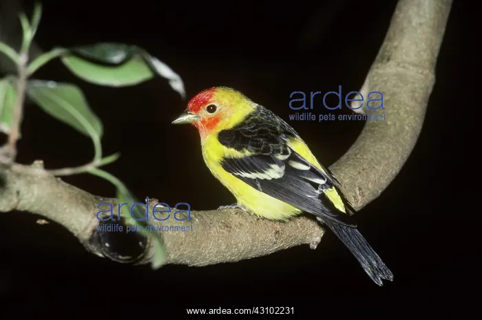 : Male Western Tanager (Piranga ludoviciana) : Male Western Tanager (Piranga ludoviciana)