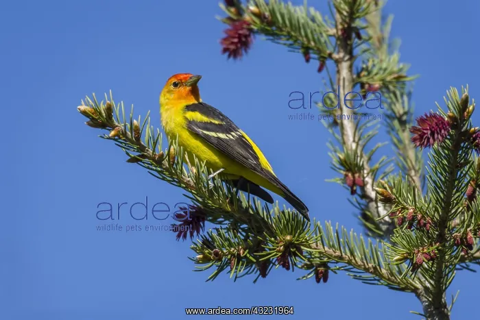 : Male Western Tanager (Piranga ludoviciana). Western : Male Western Tanager (Piranga ludoviciana). Western