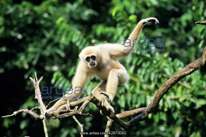  : Male White-handed Gibbon  /  Common Gibbon, balancing on tree