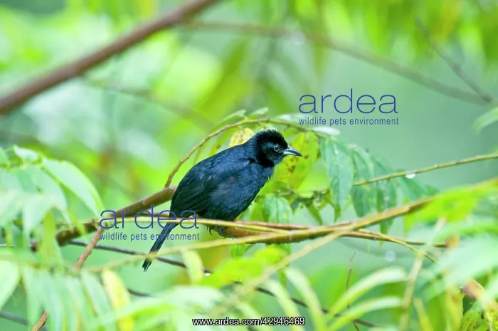 : Male white-lined Tanager - on branch among leaves : Male white-lined Tanager - on branch among leaves