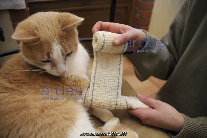 : Male white and red European cat being nursed in France : Male white and red European cat being nursed in France