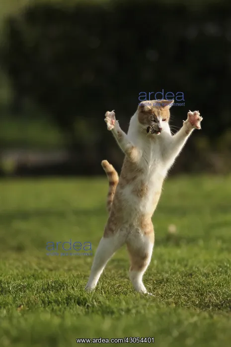 : Male white and red European cat playing with a mouse France : Male white and red European cat playing with a mouse France