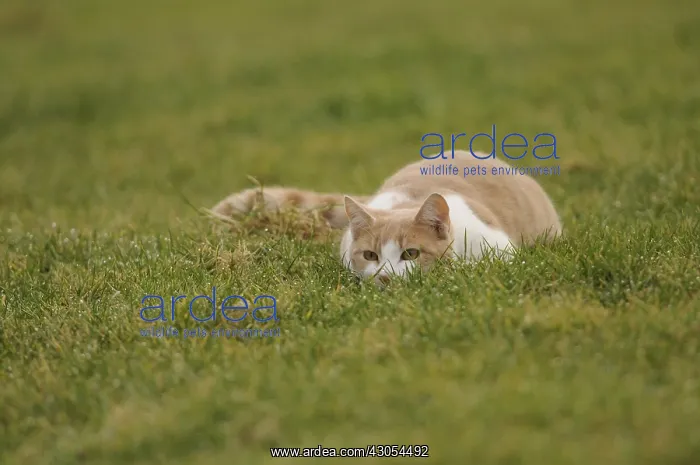 : Male white and red European cat stalking in a garden France : Male white and red European cat stalking in a garden France