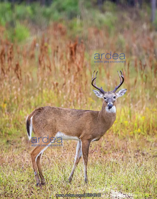 : Male white-tailed deer in southwest Florida : Male white-tailed deer in southwest Florida