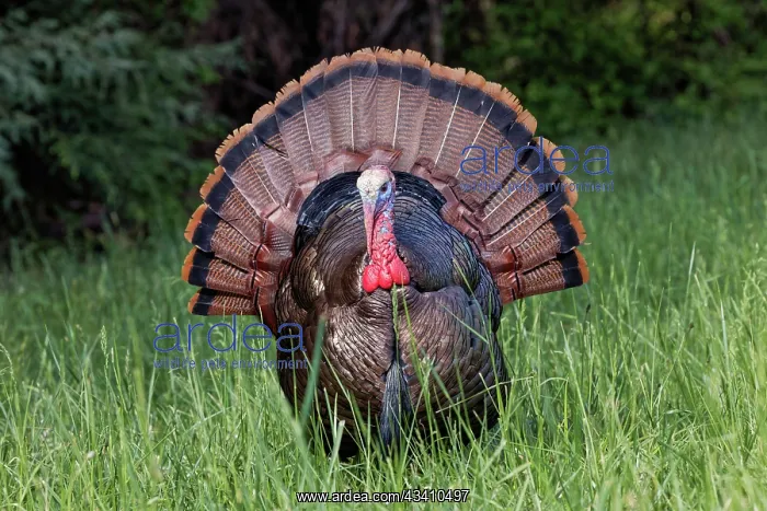 : Male wild turkey in full breeding display. Great : Male wild turkey in full breeding display. Great