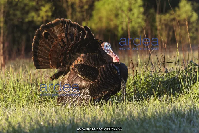 : Male wild turkey displaying for females, Cades Cove, Great : Male wild turkey displaying for females, Cades Cove, Great