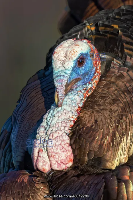 : Male wild turkey displaying for females, Cades Cove, Great : Male wild turkey displaying for females, Cades Cove, Great