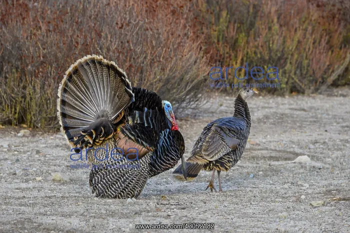  : Male Wild Turkey (Meleagris gallopavo) strutting