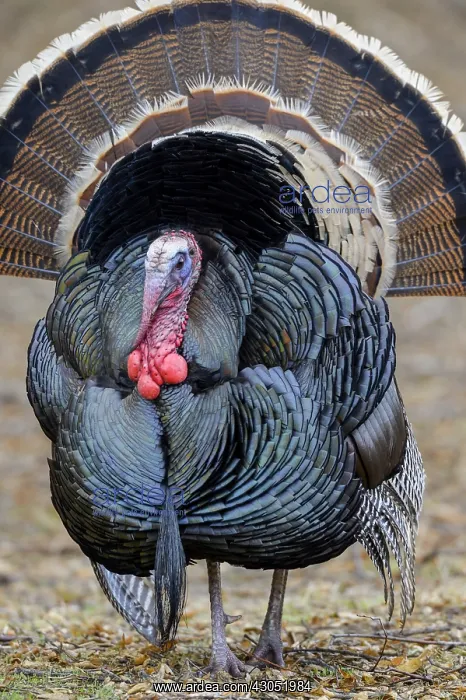 : Male Wild Turkey (Meleagris gallopavo) strutting--spring : Male Wild Turkey (Meleagris gallopavo) strutting--spring