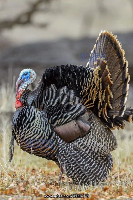 : Male Wild Turkey (Meleagris gallopavo) strutting--spring : Male Wild Turkey (Meleagris gallopavo) strutting--spring