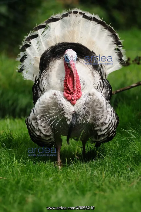 : Male Wild Turkey walking in the grass Normandie France : Male Wild Turkey walking in the grass Normandie France