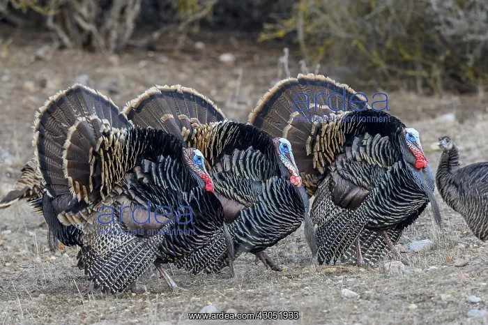 : Male Wild Turkeys (Meleagris gallopavo) strutting--spring : Male Wild Turkeys (Meleagris gallopavo) strutting--spring
