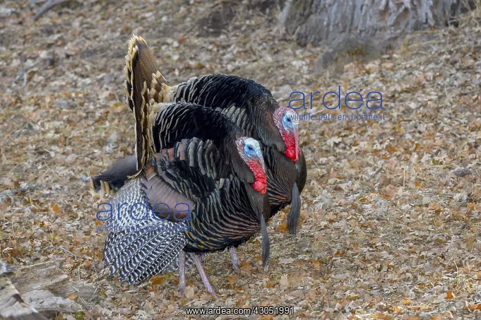 : Male Wild Turkeys (Meleagris gallopavo) strutting--spring : Male Wild Turkeys (Meleagris gallopavo) strutting--spring