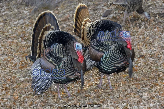 : Male Wild Turkeys (Meleagris gallopavo) strutting--spring : Male Wild Turkeys (Meleagris gallopavo) strutting--spring