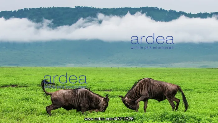 : Two male wildebeest (Connochaetes taurinus) are : Two male wildebeest (Connochaetes taurinus) are