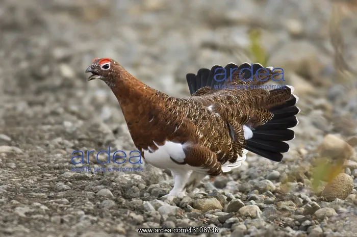 : Male Willow Ptarmigan : Male Willow Ptarmigan
