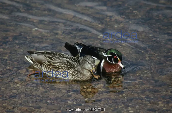 : Male Wood Duck Courting Female Mallard : Male Wood Duck Courting Female Mallard